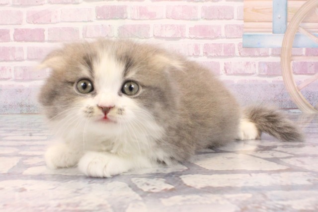 大阪府のスコティッシュフォールド (Coo&RIKU茶屋町店/2025年9月3日生まれ/男の子/ブルータビーホワイト)の子猫の3枚目の画像