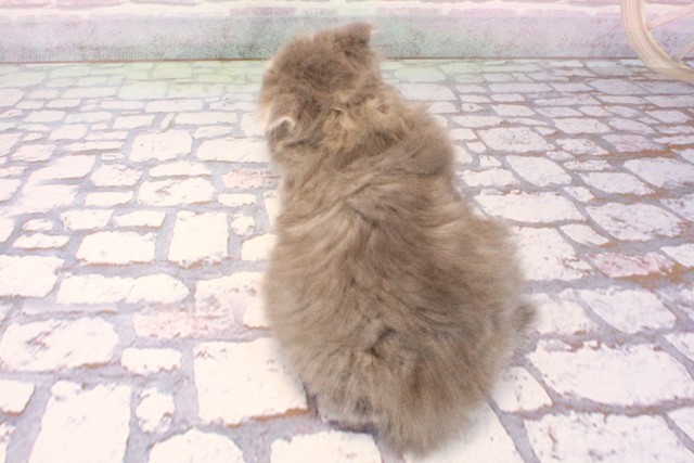 大阪府のスコティッシュフォールド (Coo&RIKU茶屋町店/2025年9月3日生まれ/男の子/ブルータビーホワイト)の子猫の4枚目の画像