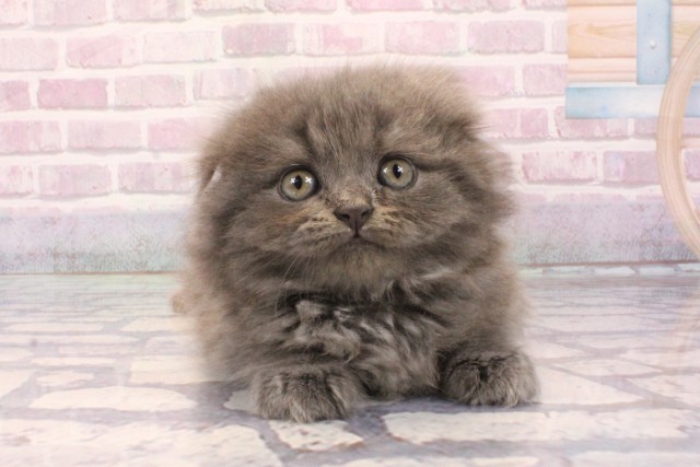 兵庫県のスコティッシュフォールド (Coo&RIKU神戸三宮店/2025年9月3日生まれ/女の子/ブルータビー)の子猫の1枚目の画像