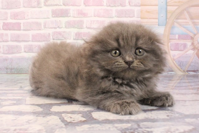 兵庫県のスコティッシュフォールド (Coo&RIKU神戸三宮店/2025年9月3日生まれ/女の子/ブルータビー)の子猫の2枚目の画像