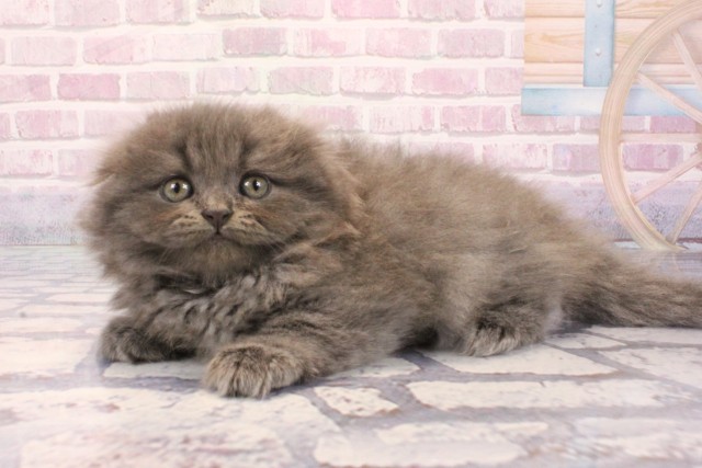 兵庫県のスコティッシュフォールド (Coo&RIKU神戸三宮店/2025年9月3日生まれ/女の子/ブルータビー)の子猫の3枚目の画像