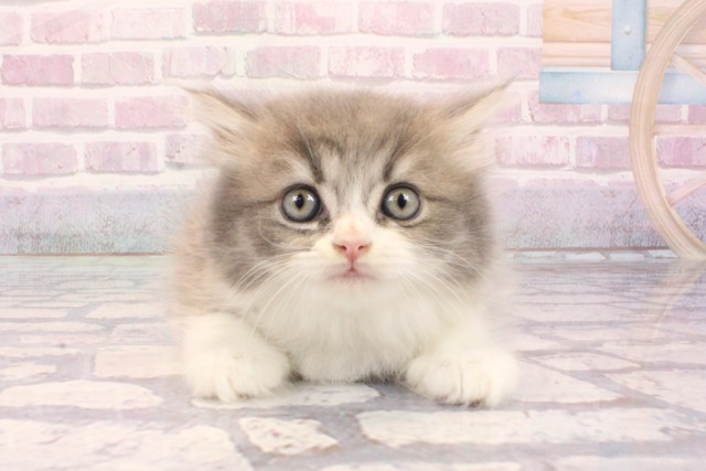 京都府のスコティッシュフォールド (Coo&RIKU京都河原町店/2025年9月3日生まれ/男の子/ブルータビーホワイト)の子猫の1枚目の画像