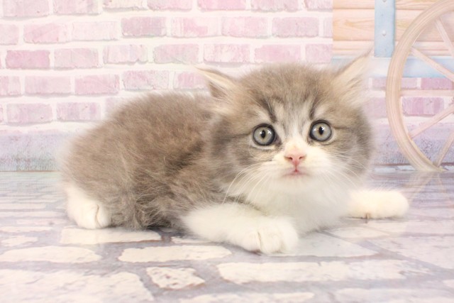 京都府のスコティッシュフォールド (Coo&RIKU京都河原町店/2025年9月3日生まれ/男の子/ブルータビーホワイト)の子猫の2枚目の画像