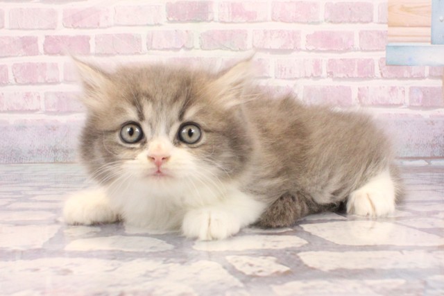 京都府のスコティッシュフォールド (Coo&RIKU京都河原町店/2025年9月3日生まれ/男の子/ブルータビーホワイト)の子猫の3枚目の画像