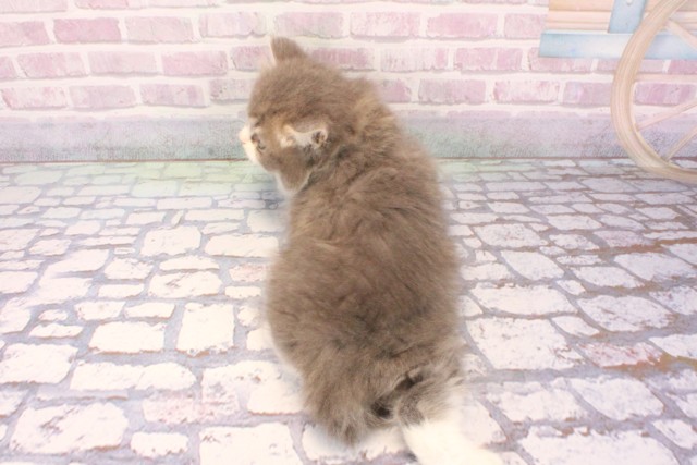 京都府のスコティッシュフォールド (Coo&RIKU京都河原町店/2025年9月3日生まれ/男の子/ブルータビーホワイト)の子猫の4枚目の画像