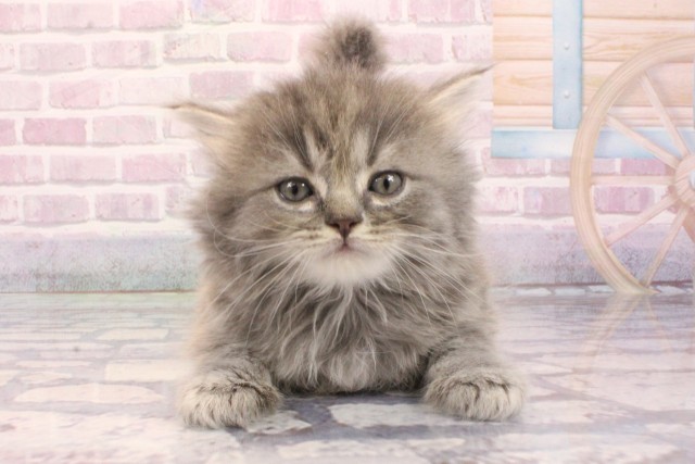 大阪府のスコティッシュフォールド (Coo&RIKU和泉店/2025年9月3日生まれ/男の子/ブルータビー)の子猫