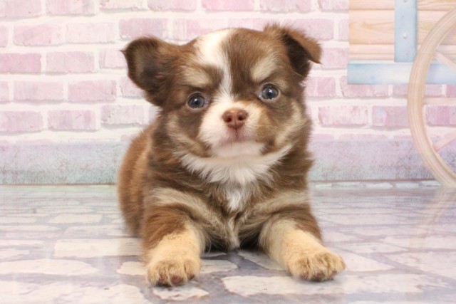 京都府のチワワ(ロング) (Coo&RIKU京都店/2025年9月4日生まれ/男の子/チョコレートクリームホワイト)の子犬の1枚目の画像