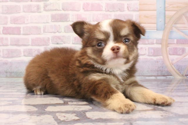 京都府のチワワ(ロング) (Coo&RIKU京都店/2025年9月4日生まれ/男の子/チョコレートクリームホワイト)の子犬の2枚目の画像