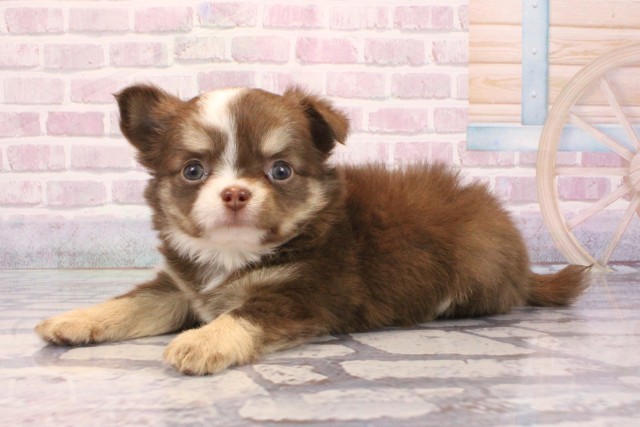 京都府のチワワ(ロング) (Coo&RIKU京都店/2025年9月4日生まれ/男の子/チョコレートクリームホワイト)の子犬の3枚目の画像