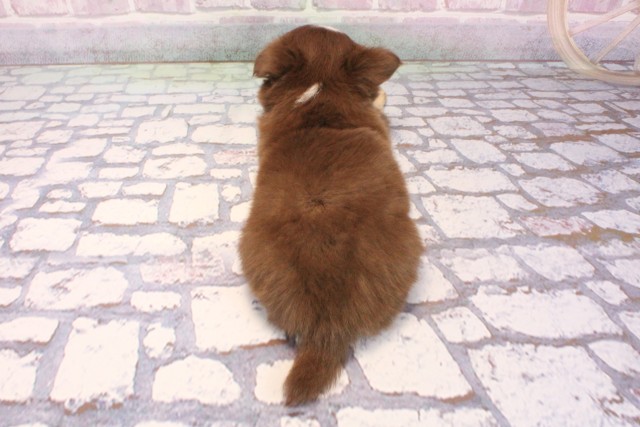 京都府のチワワ(ロング) (Coo&RIKU京都店/2025年9月4日生まれ/男の子/チョコレートクリームホワイト)の子犬の4枚目の画像