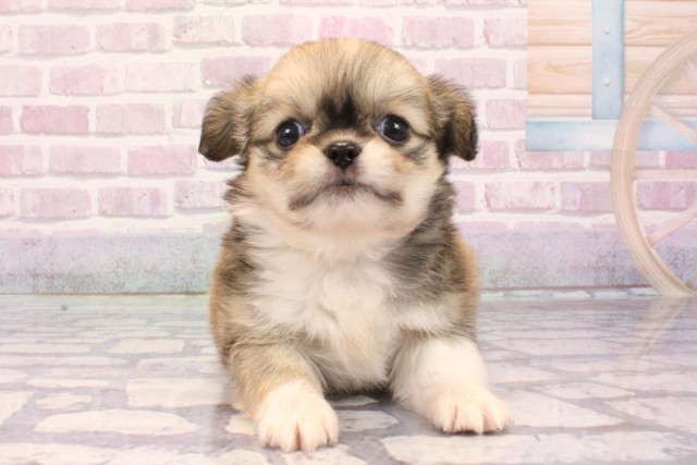 大阪府のチワペキ/ペキチー/ペキチワ(チワワ×ペキニーズ) (Coo&RIKU心斎橋店/2025年9月3日生まれ/女の子/レッドホワイト)の子犬