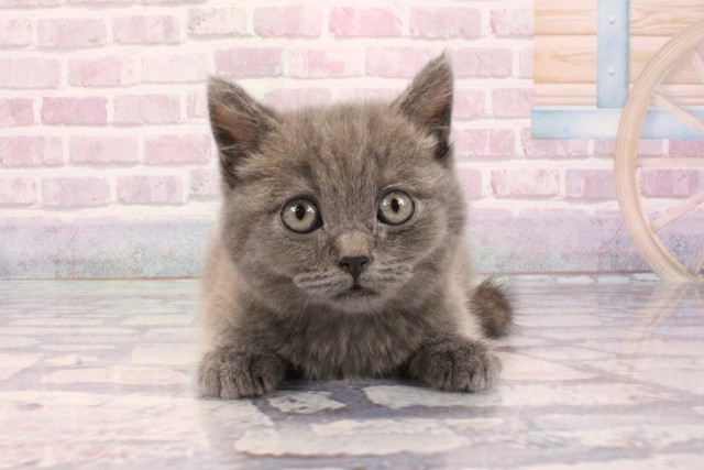 奈良県のブリティッシュショートヘアー (Coo&RIKU奈良新庄店/2025年9月3日生まれ/男の子/ブルー)の子猫の1枚目の画像