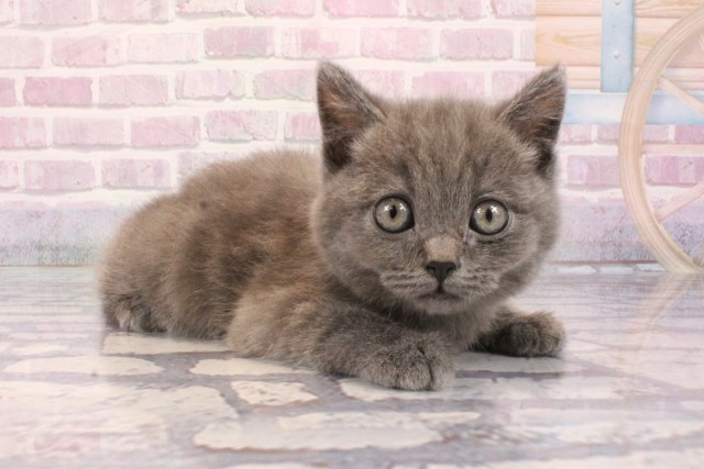 奈良県のブリティッシュショートヘアー (Coo&RIKU奈良新庄店/2025年9月3日生まれ/男の子/ブルー)の子猫の2枚目の画像