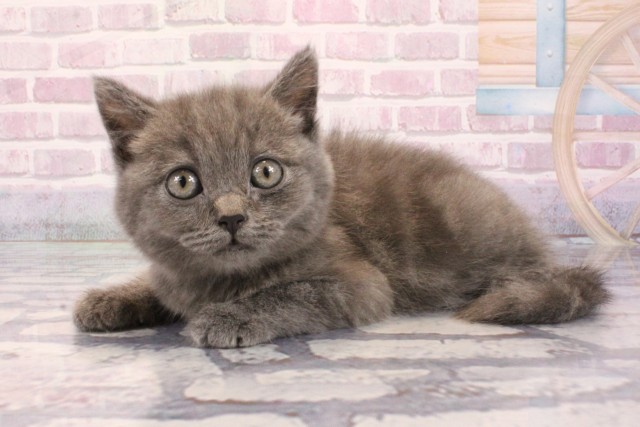 奈良県のブリティッシュショートヘアー (Coo&RIKU奈良新庄店/2025年9月3日生まれ/男の子/ブルー)の子猫の3枚目の画像