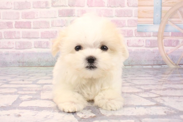 京都府のマルチーズ (Coo&RIKU京都店/2025年9月4日生まれ/男の子/ホワイト)の子犬の1枚目の画像