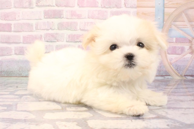 京都府のマルチーズ (Coo&RIKU京都店/2025年9月4日生まれ/男の子/ホワイト)の子犬の2枚目の画像