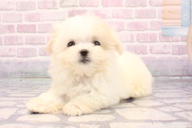 京都府のマルチーズ (Coo&RIKU京都店/2025年9月4日生まれ/男の子/ホワイト)の子犬の3枚目の画像