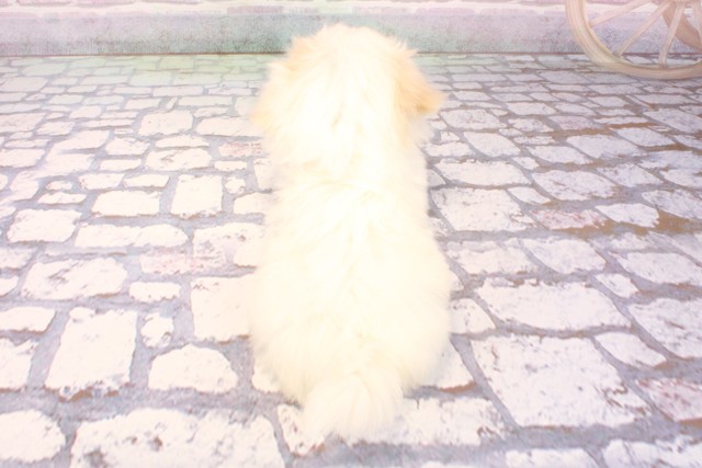 京都府のマルチーズ (Coo&RIKU京都店/2025年9月4日生まれ/男の子/ホワイト)の子犬の4枚目の画像