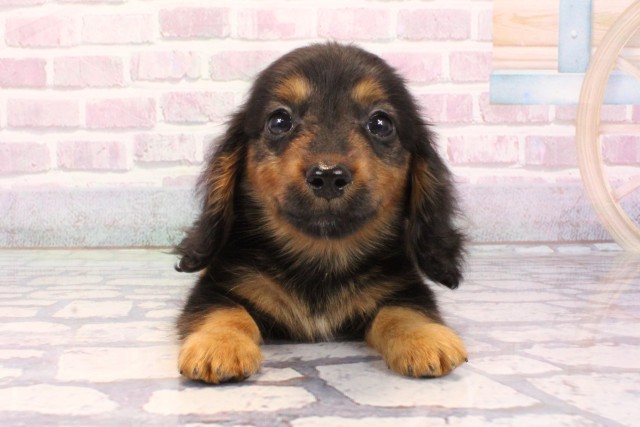 兵庫県のミニチュアダックスフンド(ロング) (Coo&RIKU尼崎店/2025年8月28日生まれ/男の子/ブラックタン)の子犬の1枚目の画像