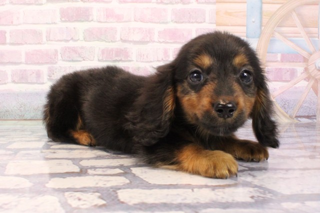 兵庫県のミニチュアダックスフンド(ロング) (Coo&RIKU尼崎店/2025年8月28日生まれ/男の子/ブラックタン)の子犬の2枚目の画像