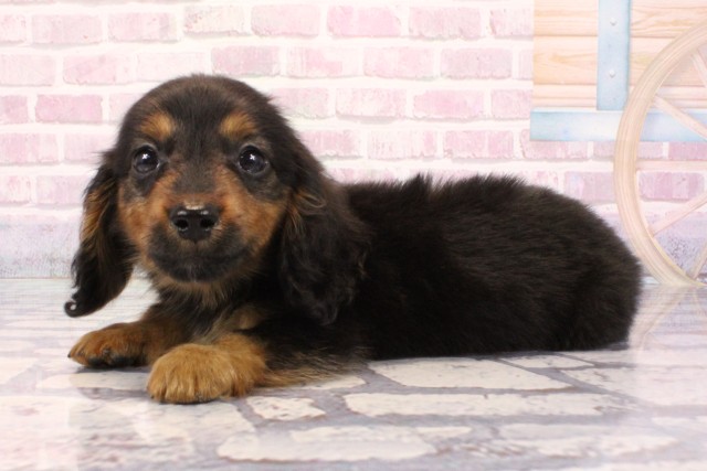 兵庫県のミニチュアダックスフンド(ロング) (Coo&RIKU尼崎店/2025年8月28日生まれ/男の子/ブラックタン)の子犬の3枚目の画像