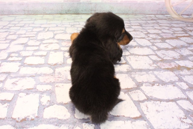 兵庫県のミニチュアダックスフンド(ロング) (Coo&RIKU尼崎店/2025年8月28日生まれ/男の子/ブラックタン)の子犬の4枚目の画像