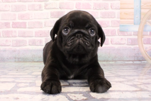 大阪府のパグ (Coo&RIKU東大阪店/2025年9月3日生まれ/男の子/ブラック)の子犬