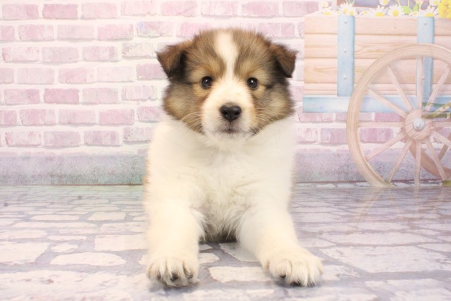 兵庫県のシェットランドシープドッグ (Coo&RIKU尼崎店/2025年9月4日生まれ/女の子/セーブルホワイト)の子犬の1枚目の画像