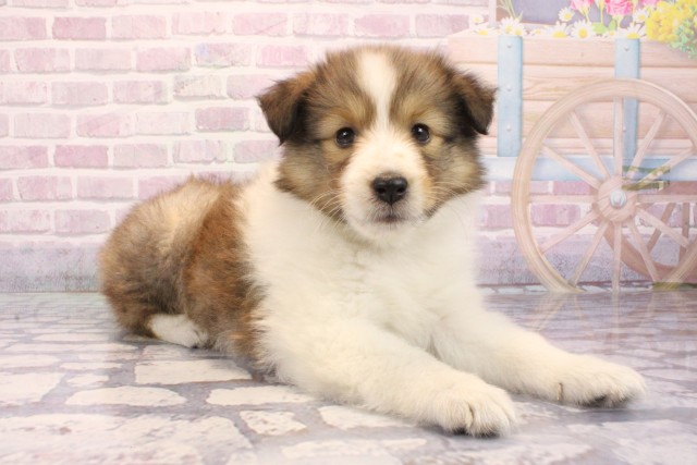 兵庫県のシェットランドシープドッグ (Coo&RIKU尼崎店/2025年9月4日生まれ/女の子/セーブルホワイト)の子犬の2枚目の画像