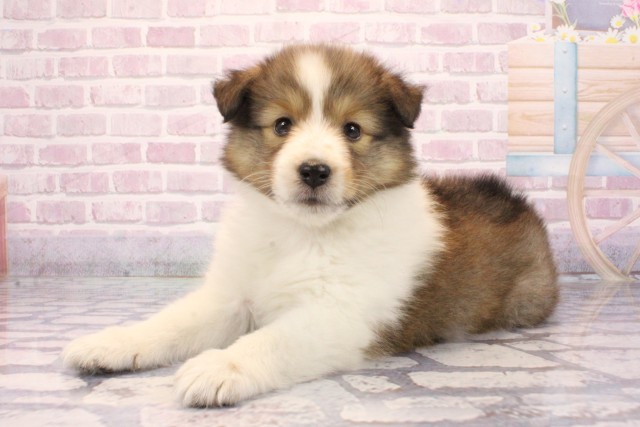 兵庫県のシェットランドシープドッグ (Coo&RIKU尼崎店/2025年9月4日生まれ/女の子/セーブルホワイト)の子犬の3枚目の画像