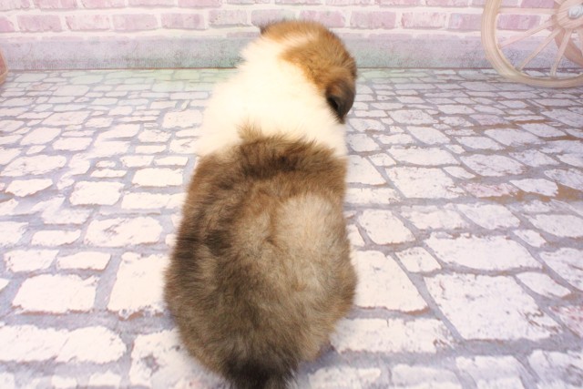 兵庫県のシェットランドシープドッグ (Coo&RIKU尼崎店/2025年9月4日生まれ/女の子/セーブルホワイト)の子犬の4枚目の画像