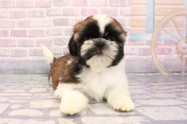 大阪府のシーズー (Coo&RIKU和泉店/2025年9月3日生まれ/男の子/ホワイトゴールド)の子犬