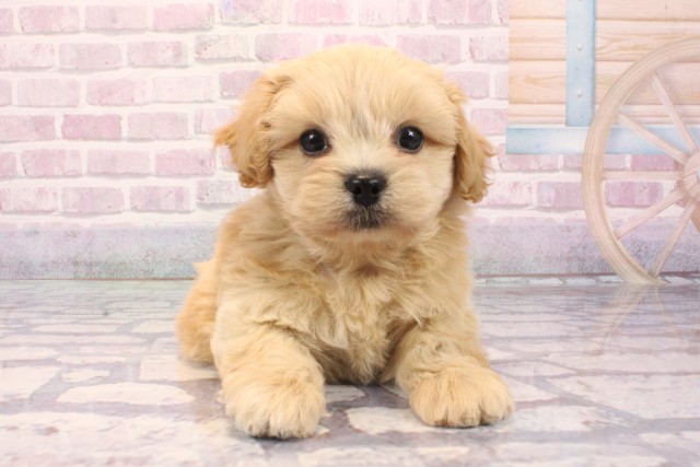 大阪府のペキプー(ペキニーズ×プードル) (Coo&RIKU松原店/2025年9月3日生まれ/男の子/クリーム)の子犬