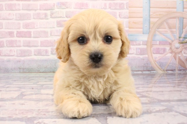 兵庫県のペキプー(ペキニーズ×プードル) (Coo&RIKU神戸東灘店/2025年9月3日生まれ/女の子/クリーム)の子犬の1枚目の画像