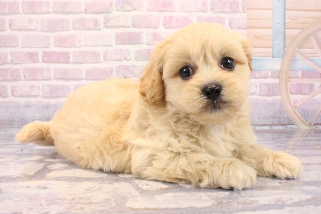 兵庫県のペキプー(ペキニーズ×プードル) (Coo&RIKU神戸東灘店/2025年9月3日生まれ/女の子/クリーム)の子犬の2枚目の画像