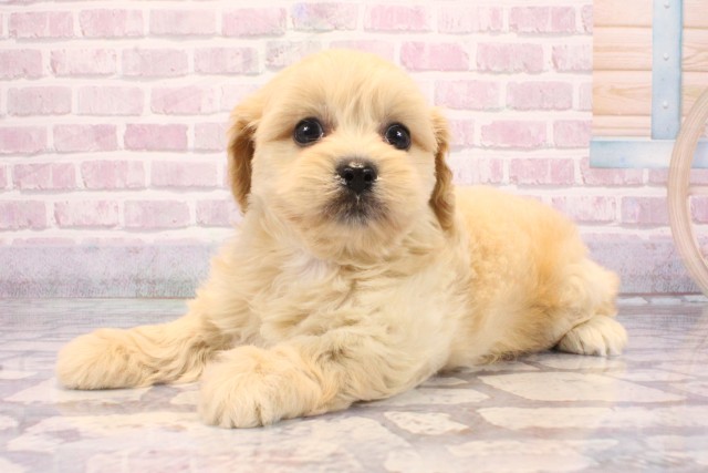 兵庫県のペキプー(ペキニーズ×プードル) (Coo&RIKU神戸東灘店/2025年9月3日生まれ/女の子/クリーム)の子犬の3枚目の画像