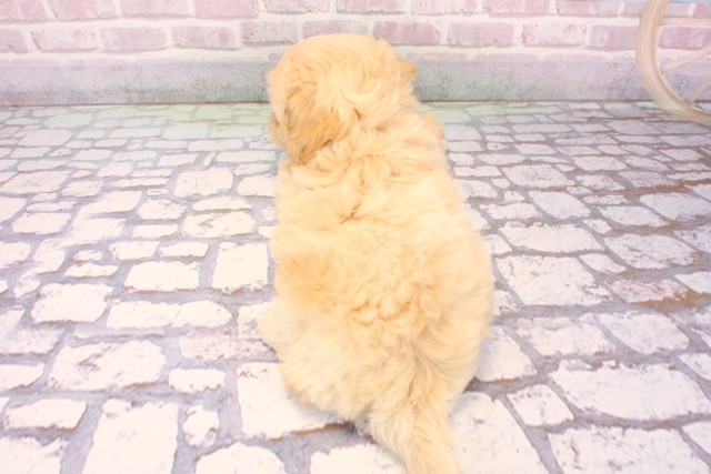 兵庫県のペキプー(ペキニーズ×プードル) (Coo&RIKU神戸東灘店/2025年9月3日生まれ/女の子/クリーム)の子犬の4枚目の画像