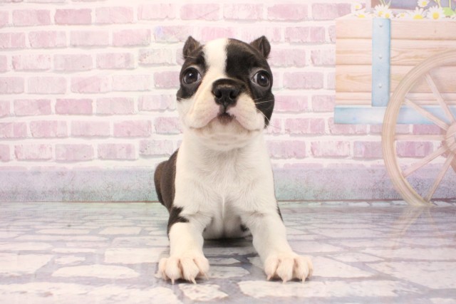 兵庫県のボストンテリア (Coo&RIKU尼崎店/2025年9月4日生まれ/女の子/ボストンカラー)の子犬の1枚目の画像
