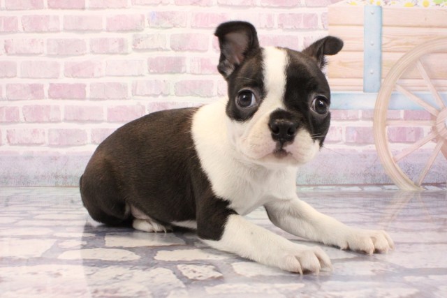兵庫県のボストンテリア (Coo&RIKU尼崎店/2025年9月4日生まれ/女の子/ボストンカラー)の子犬の2枚目の画像
