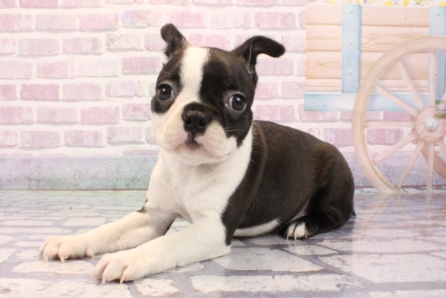 兵庫県のボストンテリア (Coo&RIKU尼崎店/2025年9月4日生まれ/女の子/ボストンカラー)の子犬の3枚目の画像