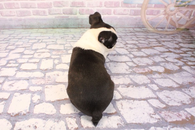 兵庫県のボストンテリア (Coo&RIKU尼崎店/2025年9月4日生まれ/女の子/ボストンカラー)の子犬の4枚目の画像