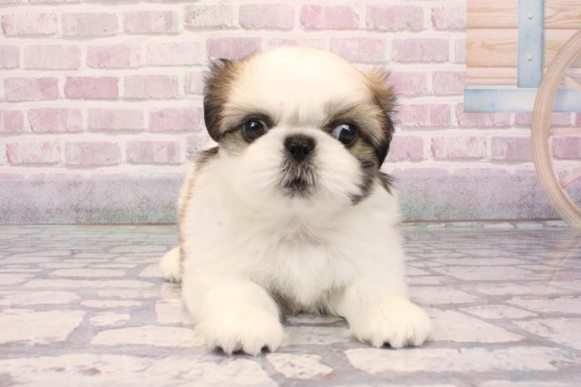 大阪府のペキシーズー/ペキズー(ペキニーズ×シーズー) (Coo&RIKU高槻店/2025年9月1日生まれ/女の子/ホワイトゴールド)の子犬