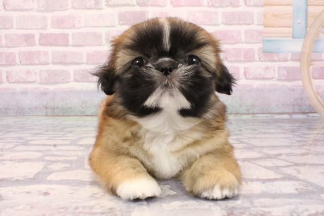 京都府のペキシーズー/ペキズー(ペキニーズ×シーズー) (Coo&RIKU舞鶴店/2025年9月1日生まれ/女の子/フォーン)の子犬
