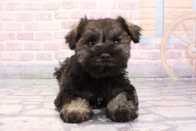 大阪府のミニチュアシュナウザー (Coo&RIKU和泉店/2025年9月3日生まれ/男の子/ソルトペッパー)の子犬