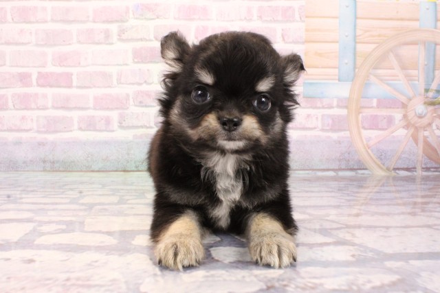 大阪府のチワワ(ロング) (Coo&RIKU心斎橋店/2025年9月3日生まれ/男の子/ブラックタン)の子犬