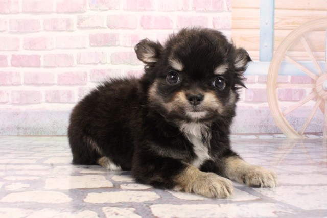 大阪府のチワワ(ロング) (Coo&RIKU心斎橋店/2025年9月3日生まれ/男の子/ブラックタン)の子犬の2枚目の画像