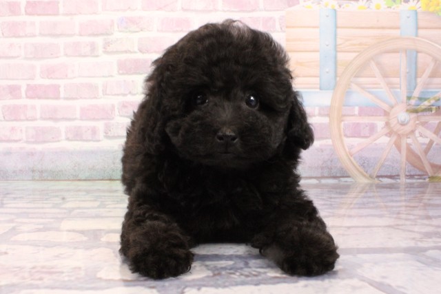 大阪府のトイプードル(トイ) (Coo&RIKU心斎橋店/2025年8月25日生まれ/女の子/ブラック)の子犬