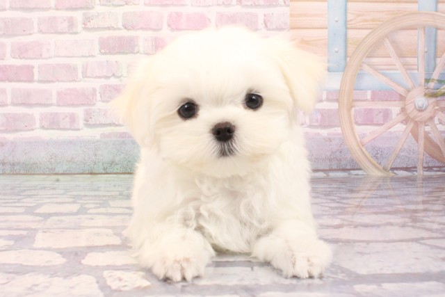 大阪府のマルチーズ (Coo&RIKU松原店/2025年8月30日生まれ/男の子/ホワイト)の子犬