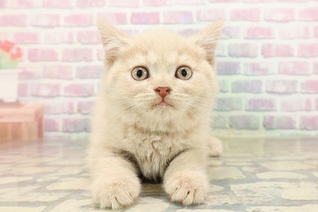 新潟県のブリティッシュショートヘアー (Coo&RIKU長岡店/2025年9月3日生まれ/男の子/クリームタビー)の子猫