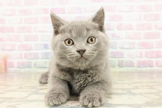 北海道のブリティッシュショートヘアー (Coo&RIKU札幌西店/2025年9月3日生まれ/男の子/ブルー)の子猫
